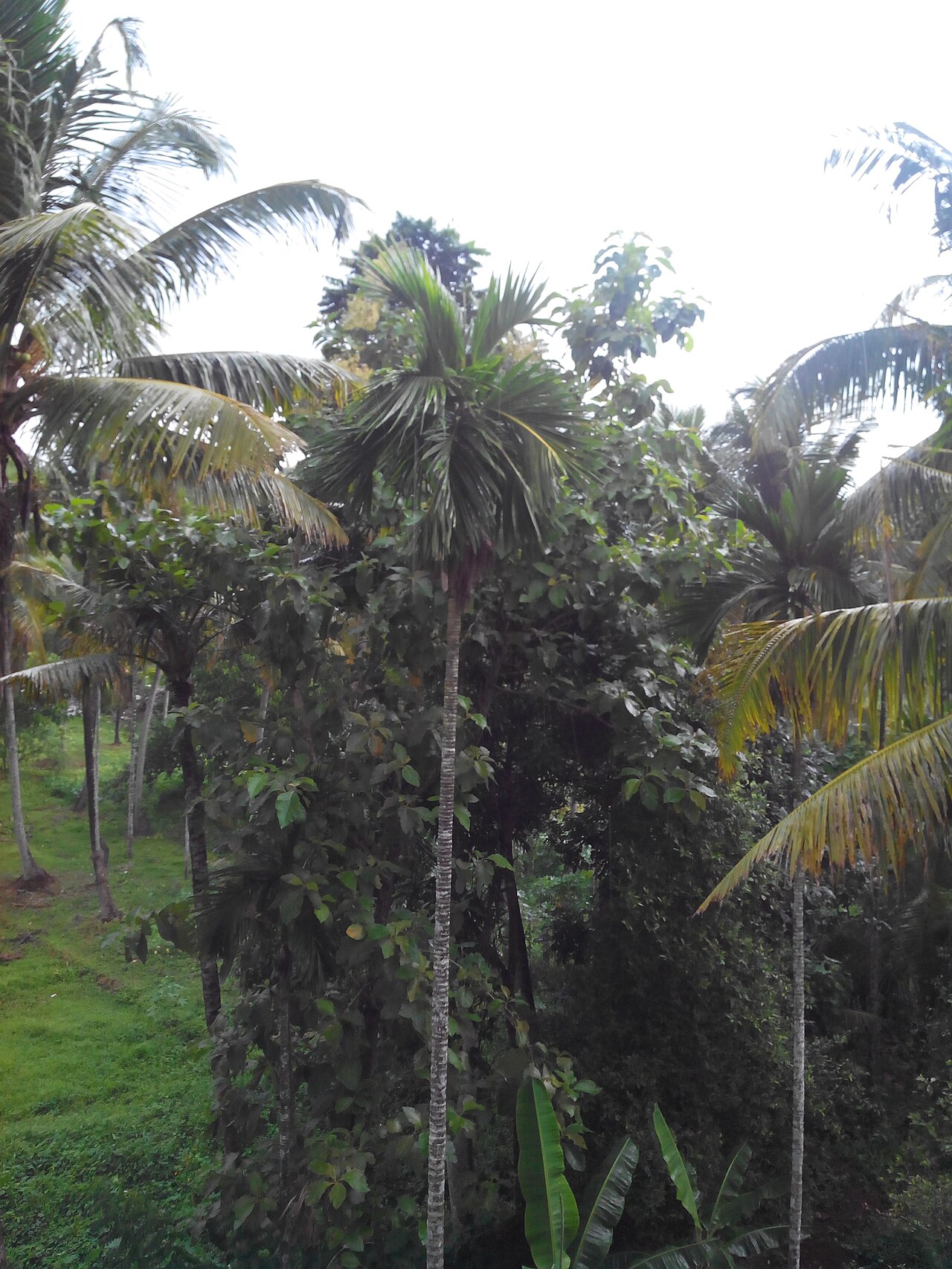 The first heavy rain of a monsoon spell