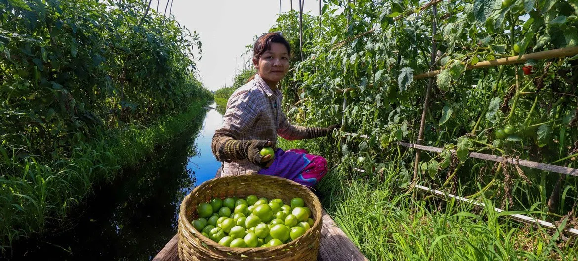 COP17: A farmer grows tomatoes on a floating plantation on Inle Lake, Myanmar (file)