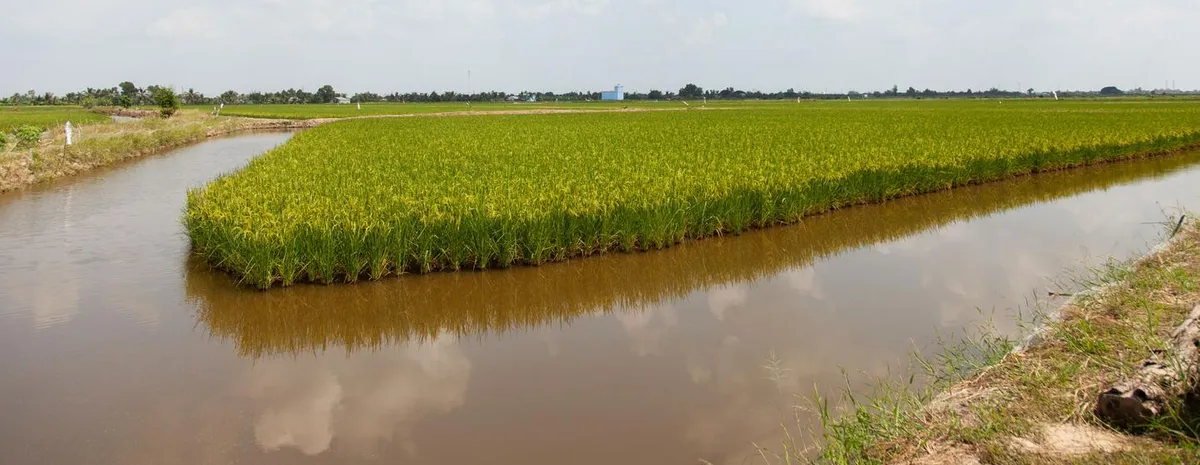Mekong Delta saltwater farming: Rice fields studied by UNU-EHS researchers in Ca Mau, Mekong Delta.