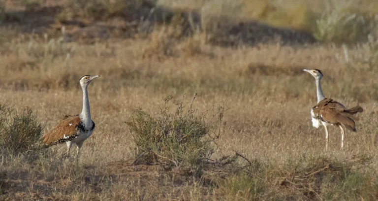 Two Great Indian Bustards released into Jaisalmer wild