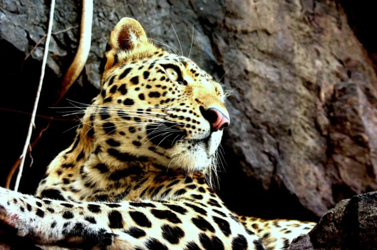 Ranthambore leopard alerts: Rajasthan trials Kerala-style sensors Ranthambore leopard alerts: Rajasthan trials Kerala-style sensors
