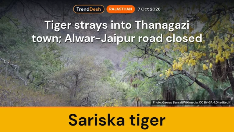 Sariska tiger strays into Thanagazi town, Alwar-Jaipur road closed